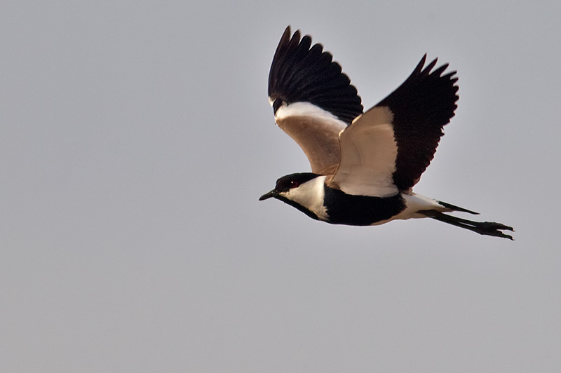 spur-winged plover