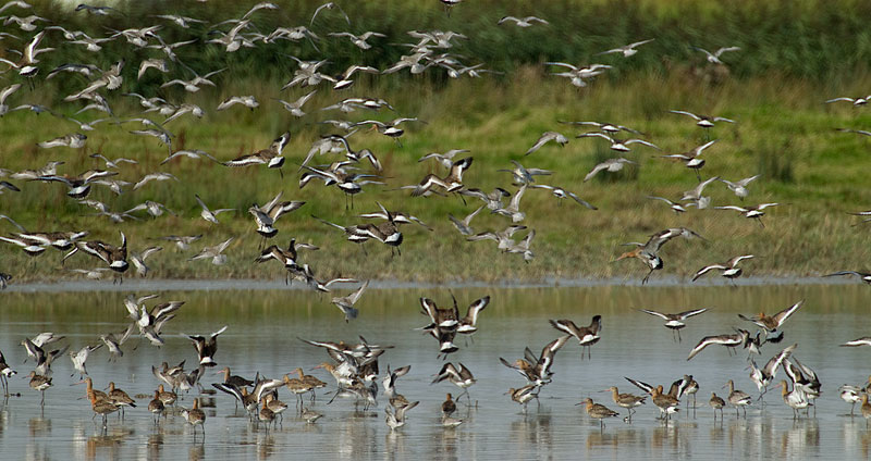 Goldcliff godwits and knot