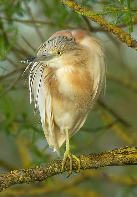 squacco heron