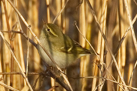 yellow-browed warbler