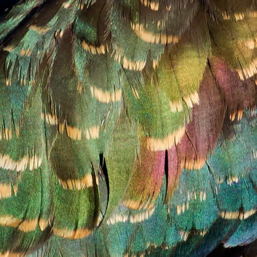 lapwing feathers