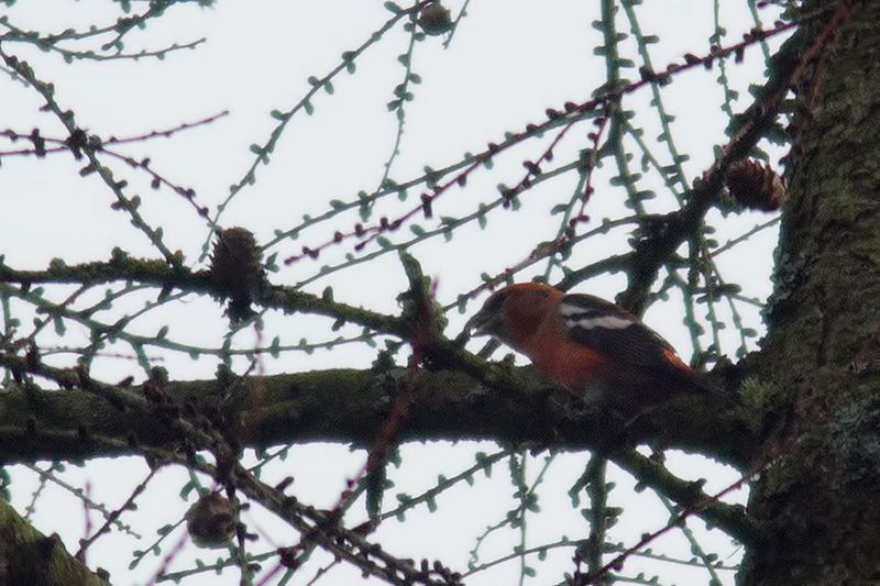 two-barred crossbill