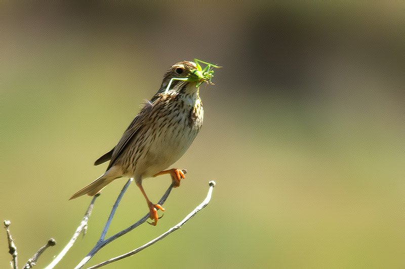 corn bunting