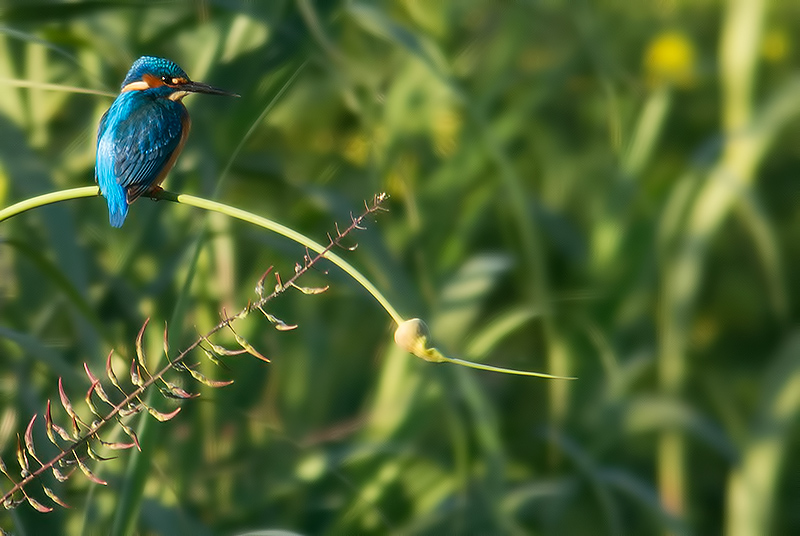 kingfisher