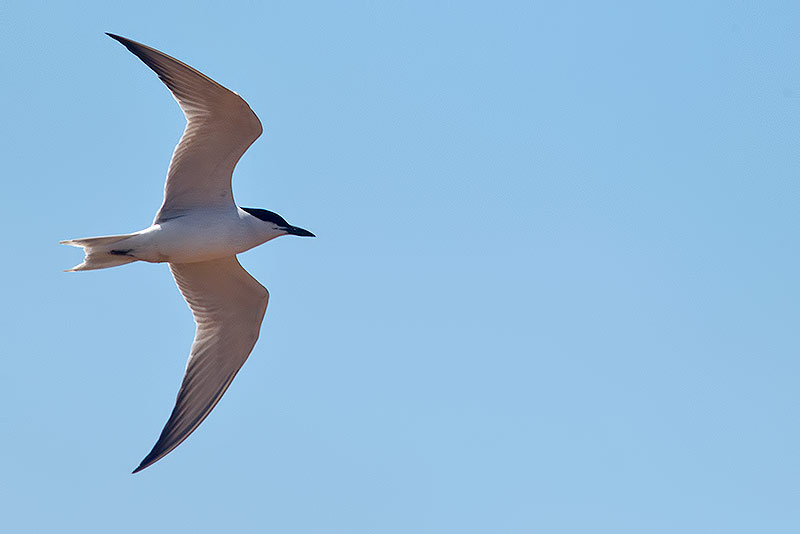 gull-billed tern