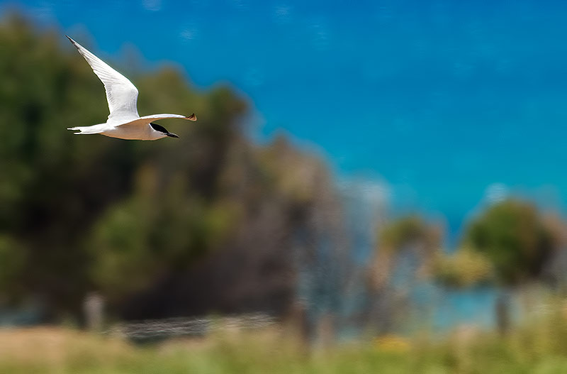 gull-billed tern