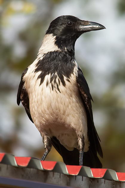 hooded crow