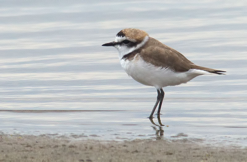 Kentish plover
