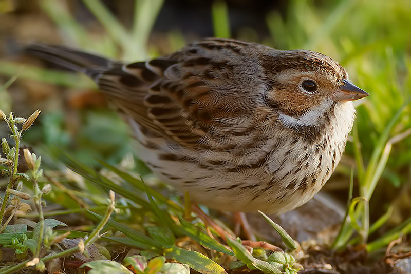 little bunting