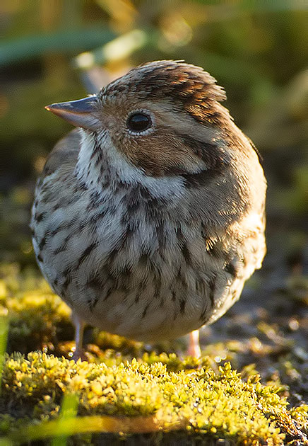 little bunting