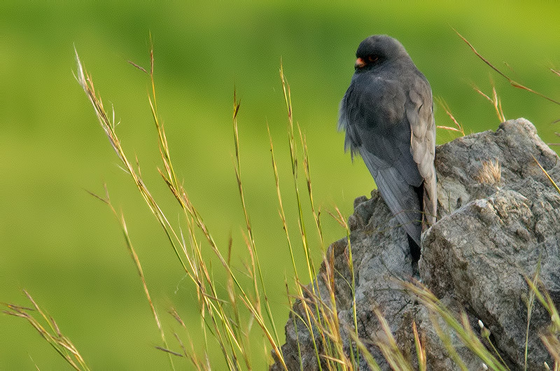 red-footed falcon