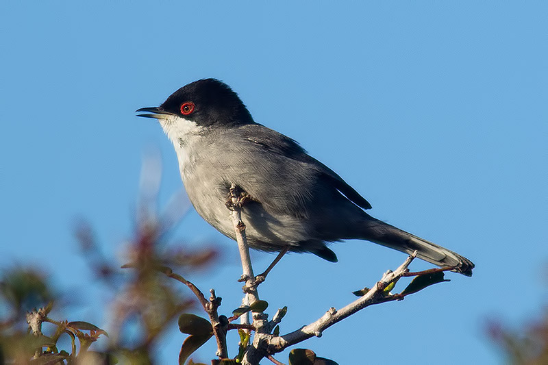 Sardinian warbler