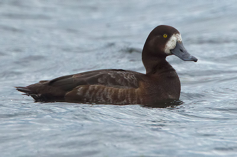 scaup