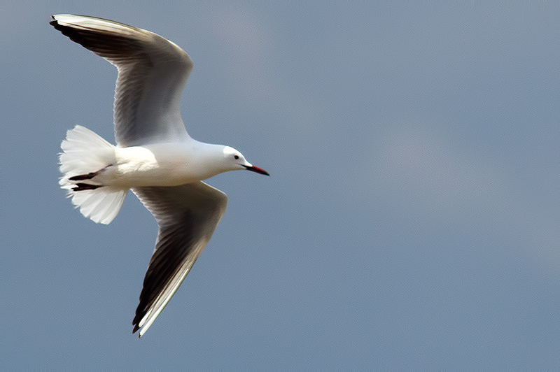 slender-billed gull
