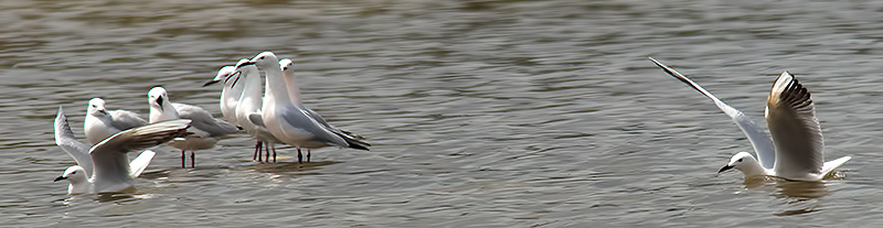 slender-billed gull