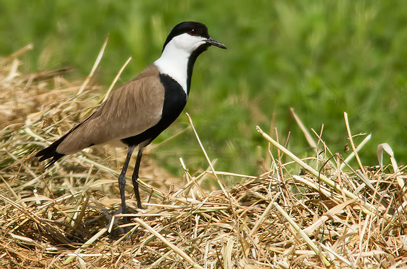 spur-winged plover