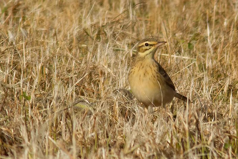 tawny pipit