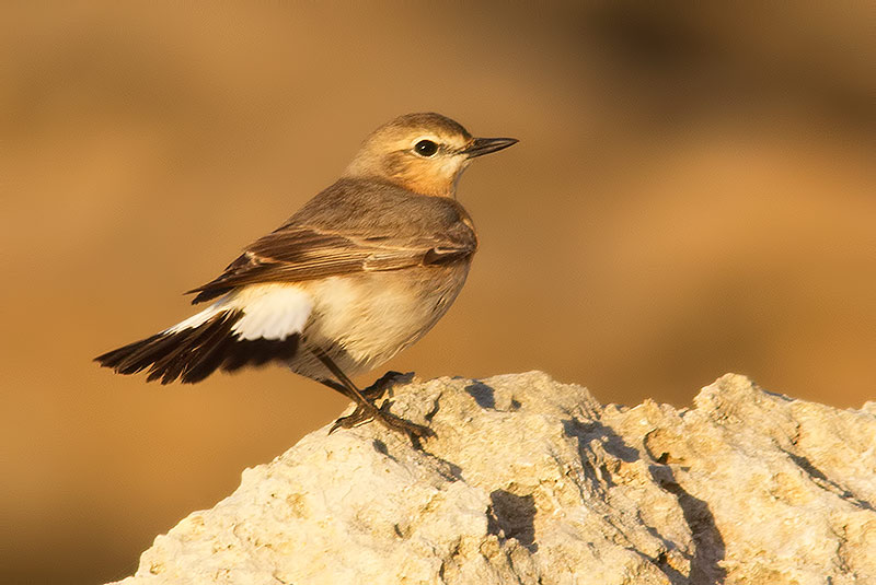 wheatear