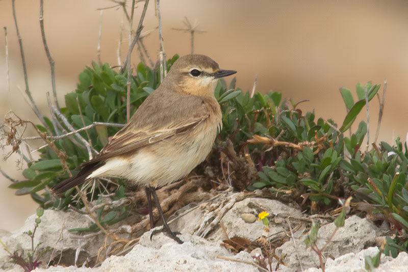 wheatear