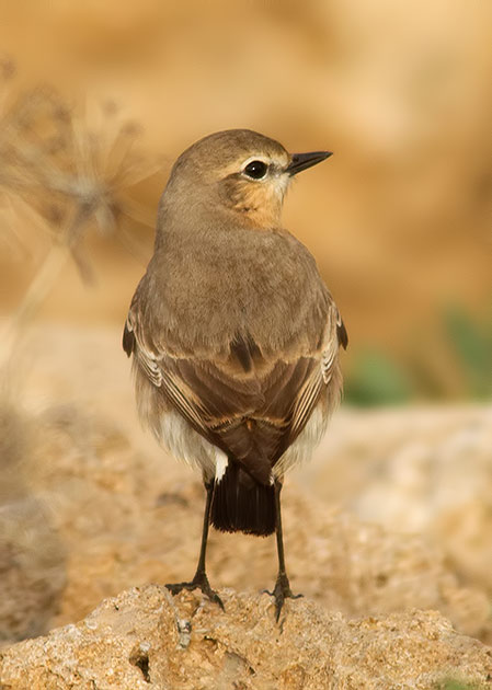 wheatear