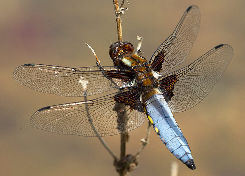 broad bellied chaser