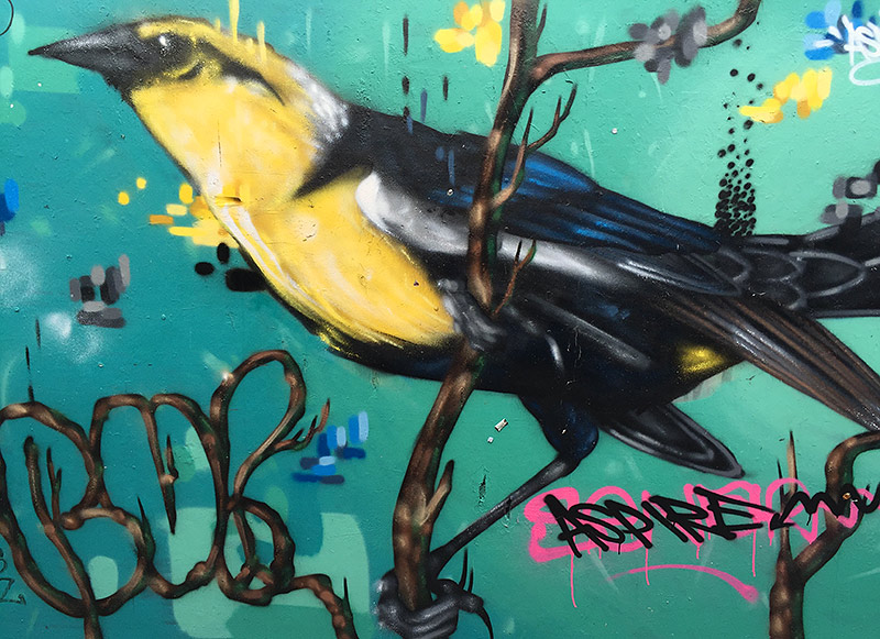 Bird graffiti