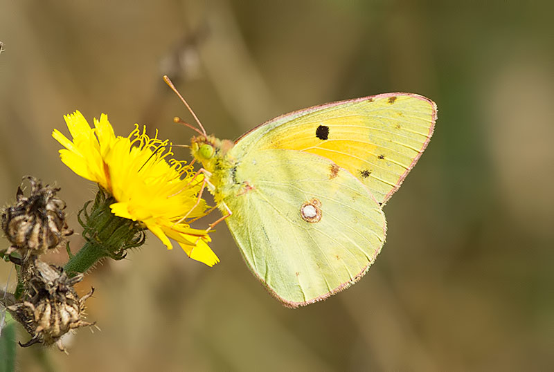 clouded yellow sp.