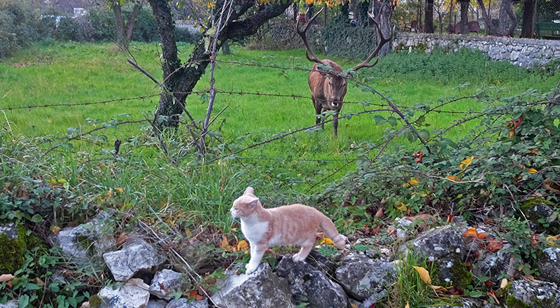 red deer and cat