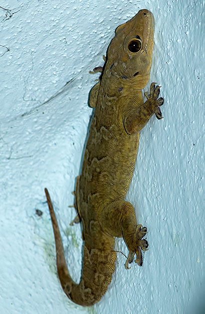 giant leaf-toed gecko