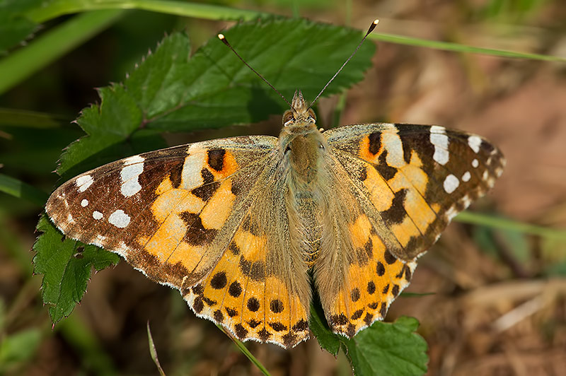 Painted lady