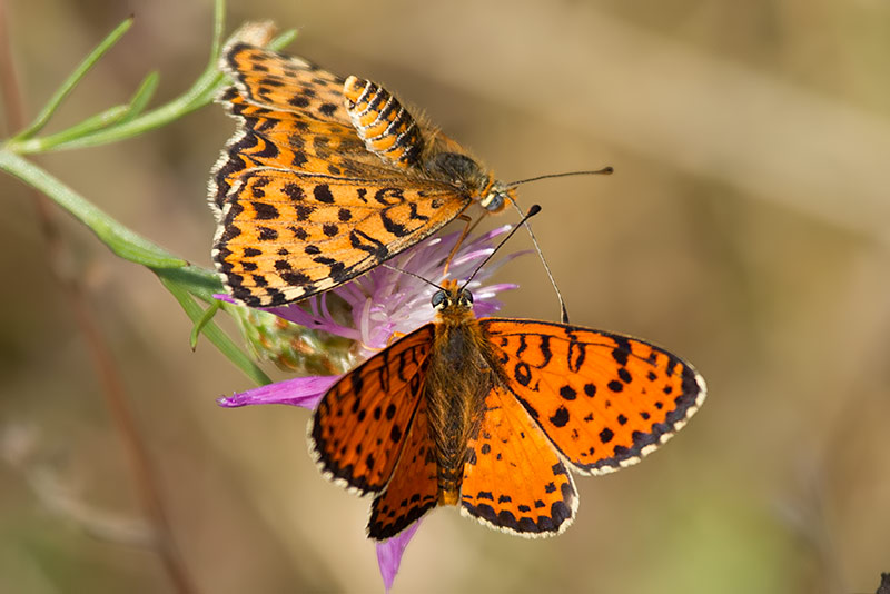 spotted fritillary