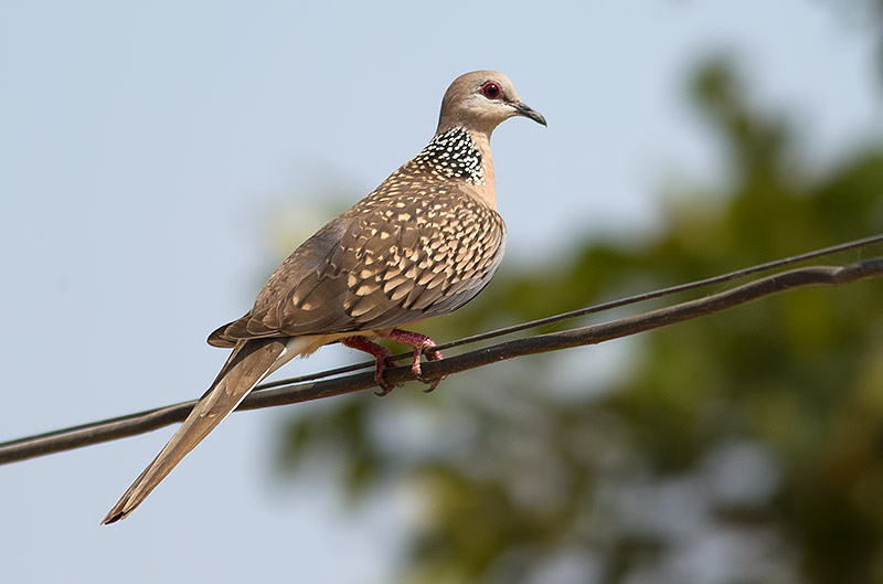spotted dove