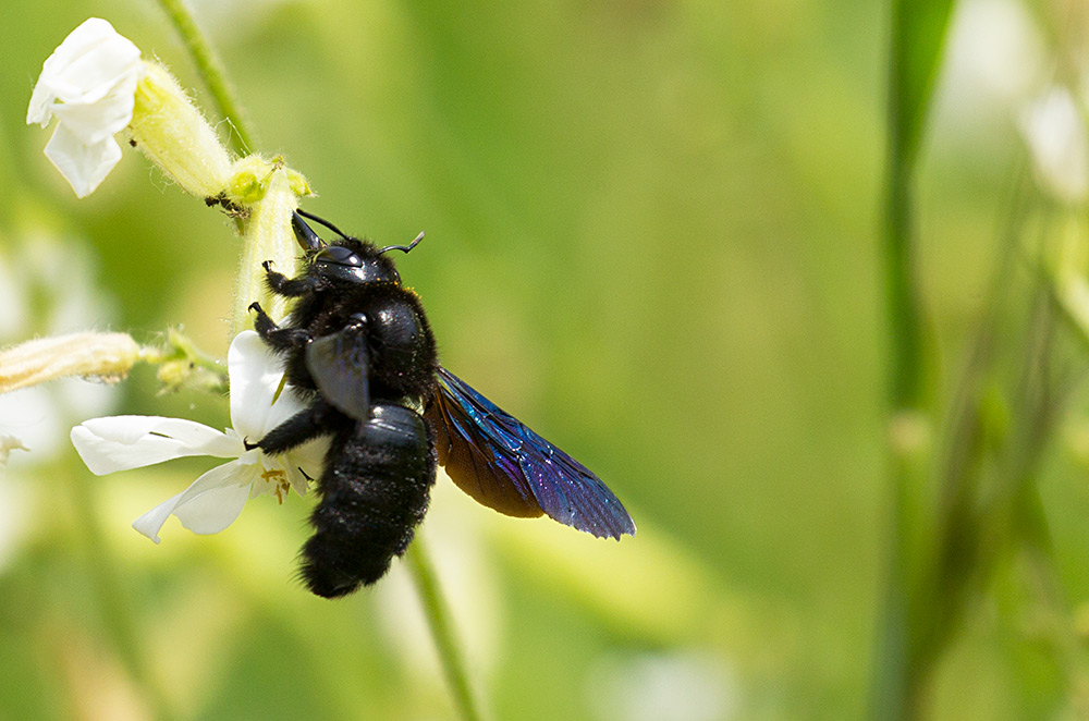 violet carpenter bee