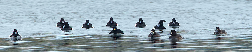 scoter and scaup