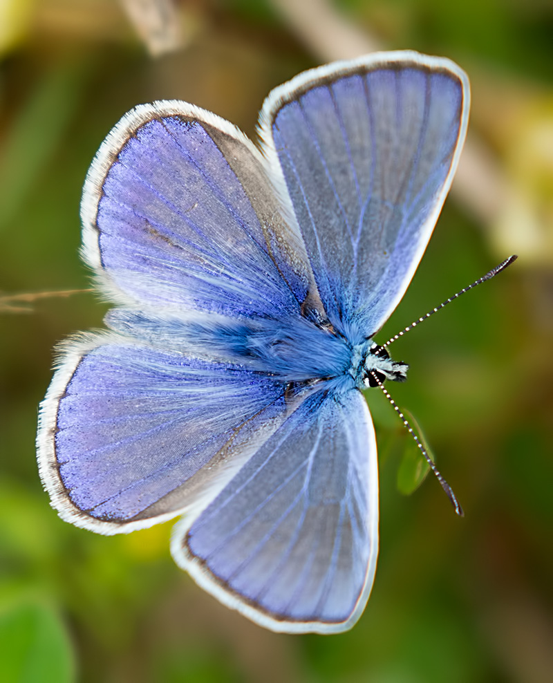 common blue