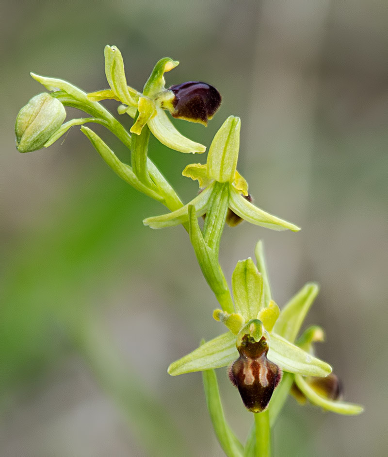 early spider orchid
