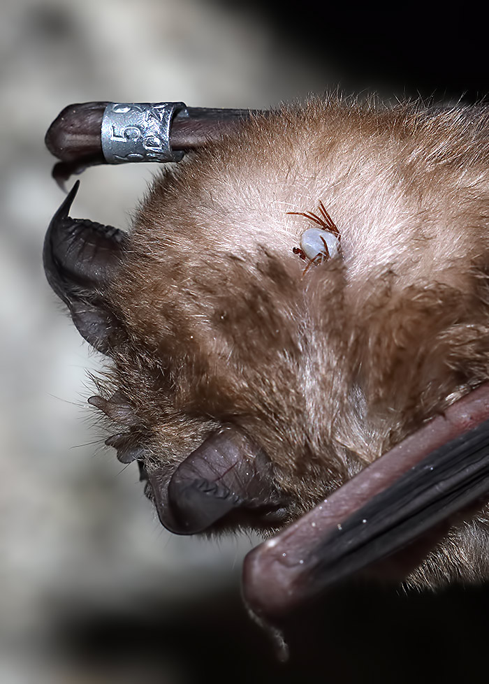 greater horseshoe bat with tick
