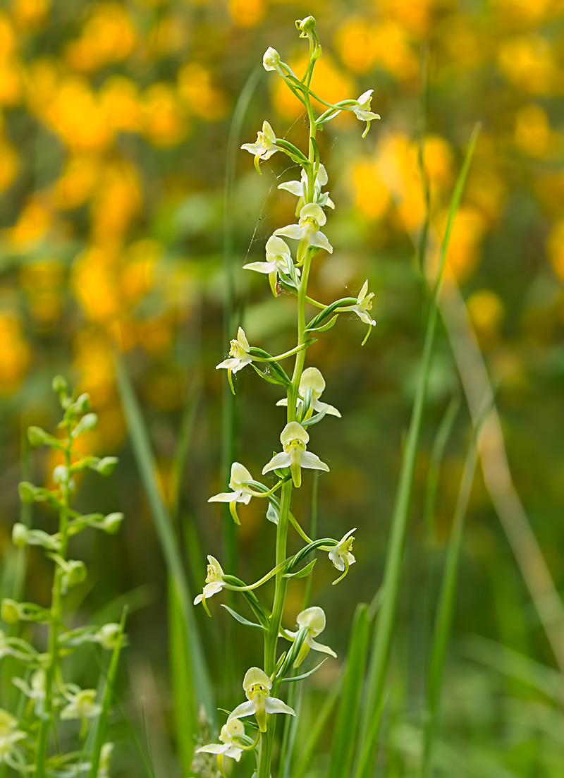 greater butterfly orchid