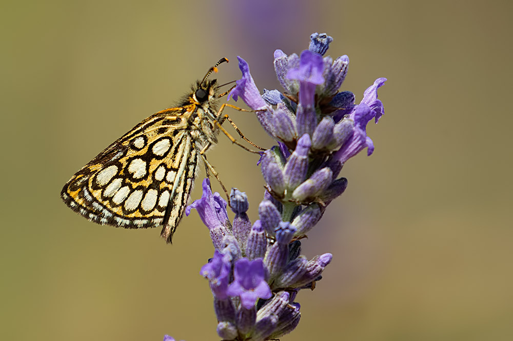 large chequered skipper