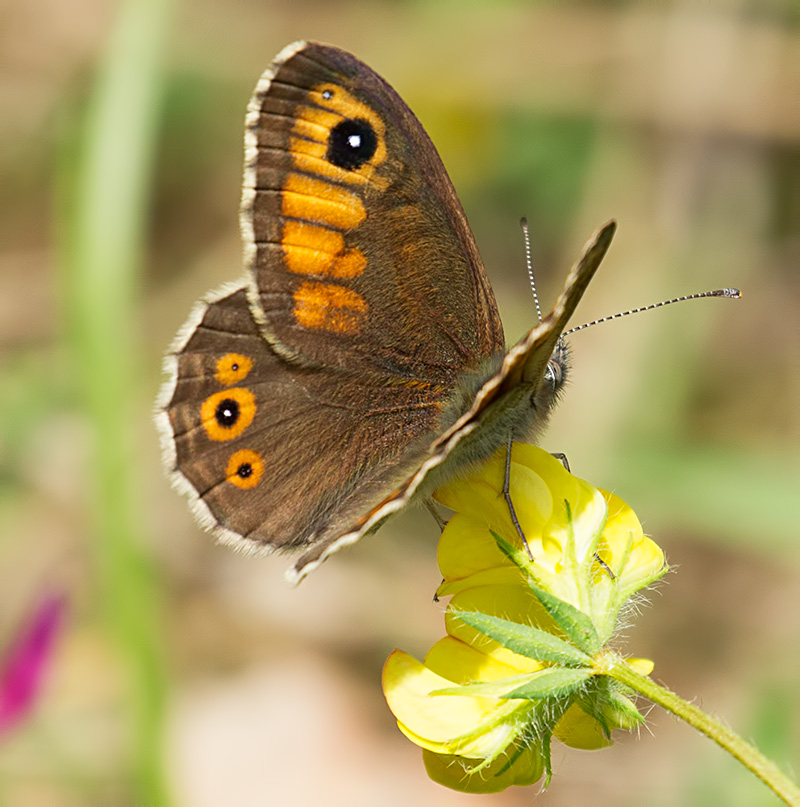 large wall brown
