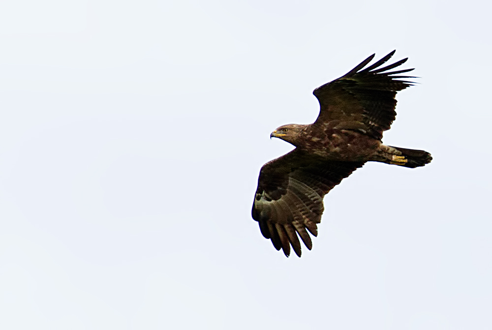 lesser-spotted eagle