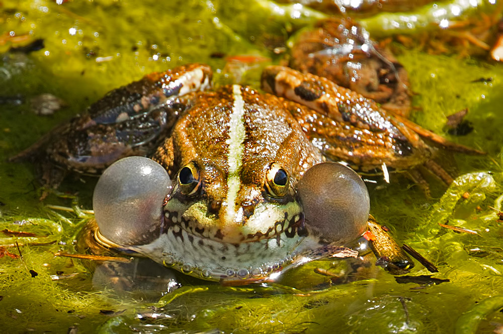 marsh frog