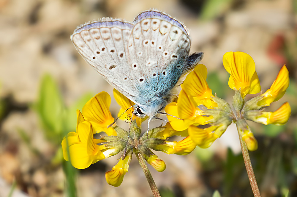 Provencal short-tailed blue