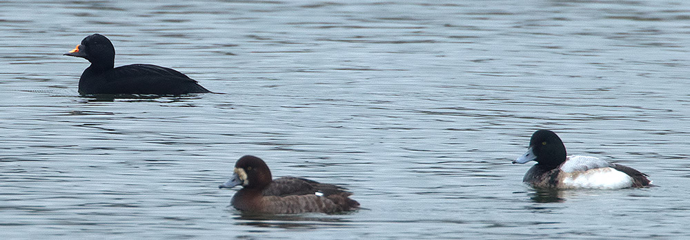 common scoter and scaup