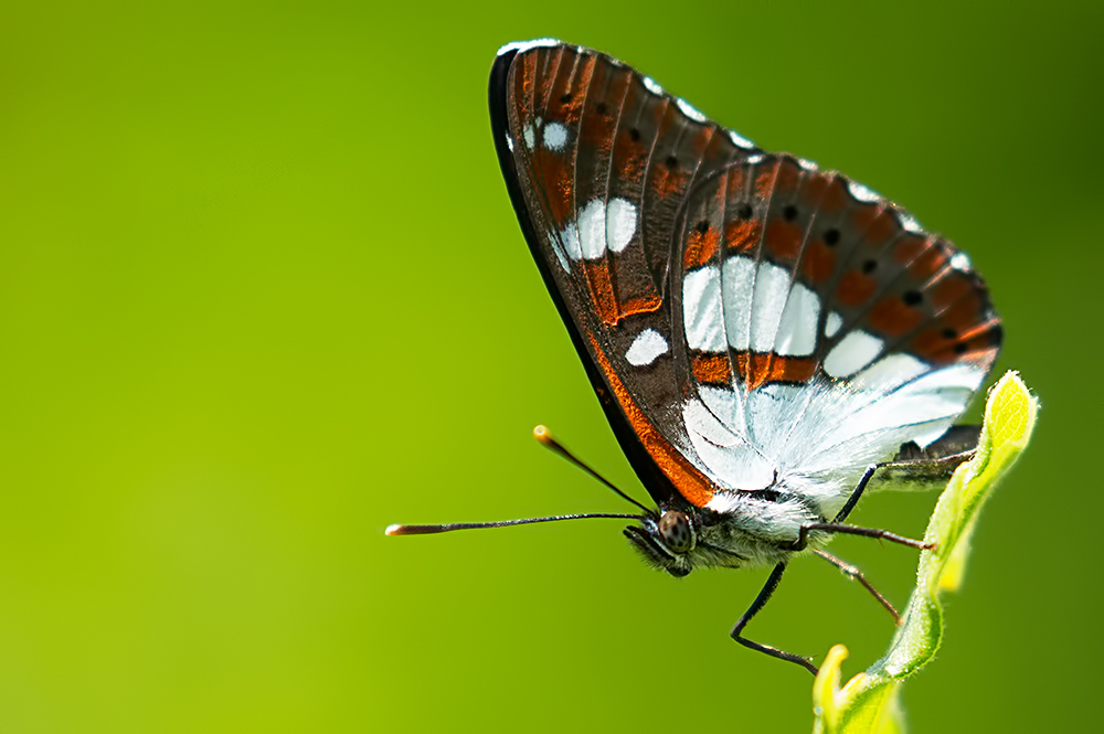 southern white admiral