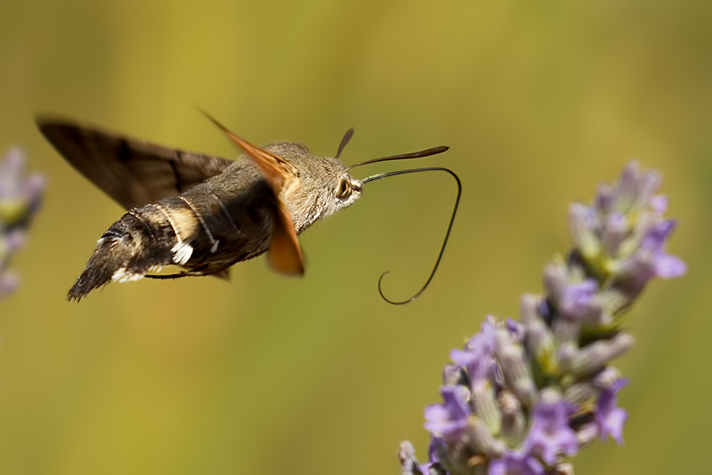 humminbird hawk moth
