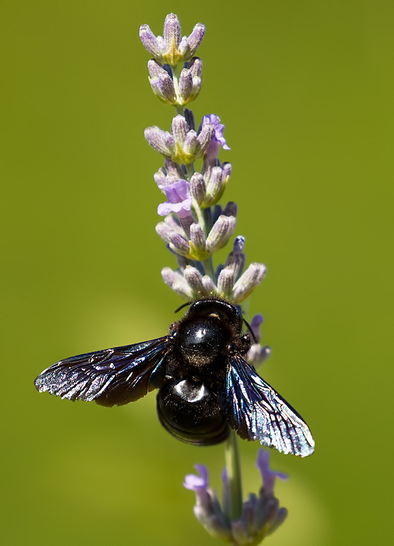 violet carpenter bee