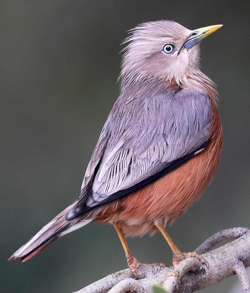 chestnut-tailed starling