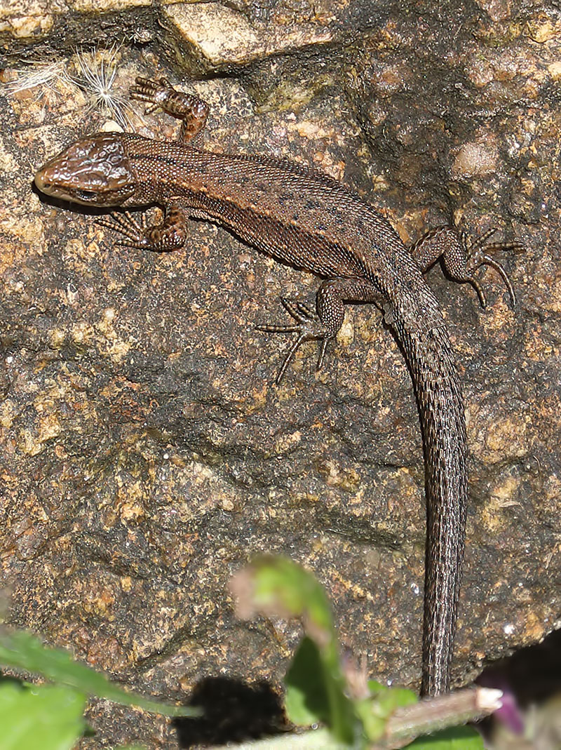 common lizard