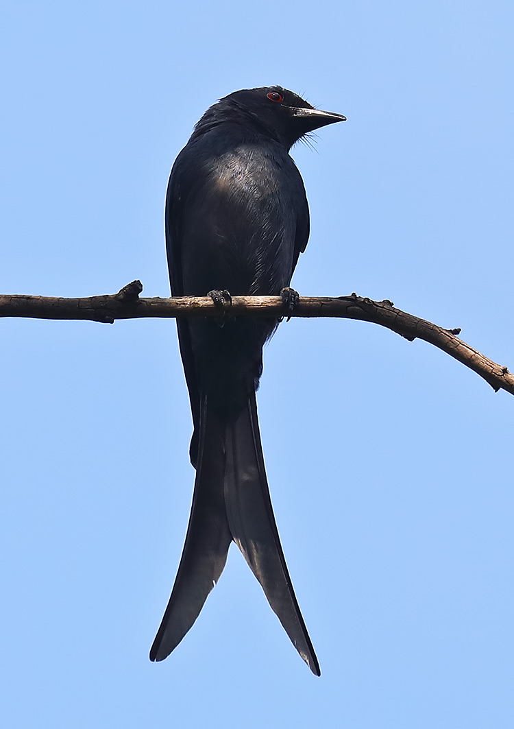 black drongo